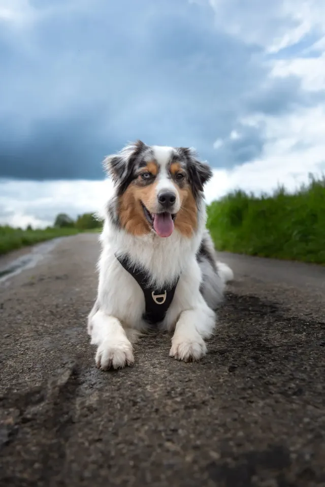 Aussie auf Landstraße mit Wolkenhimmel