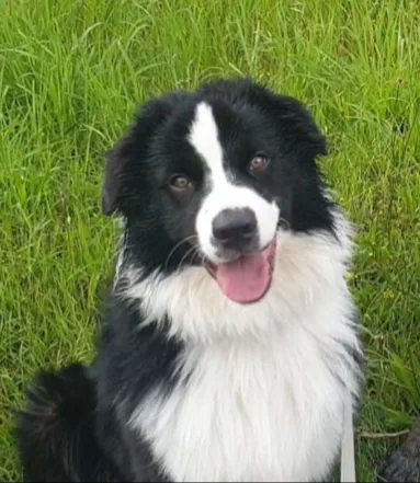Keno — Standard Aussie Rüde, black bi