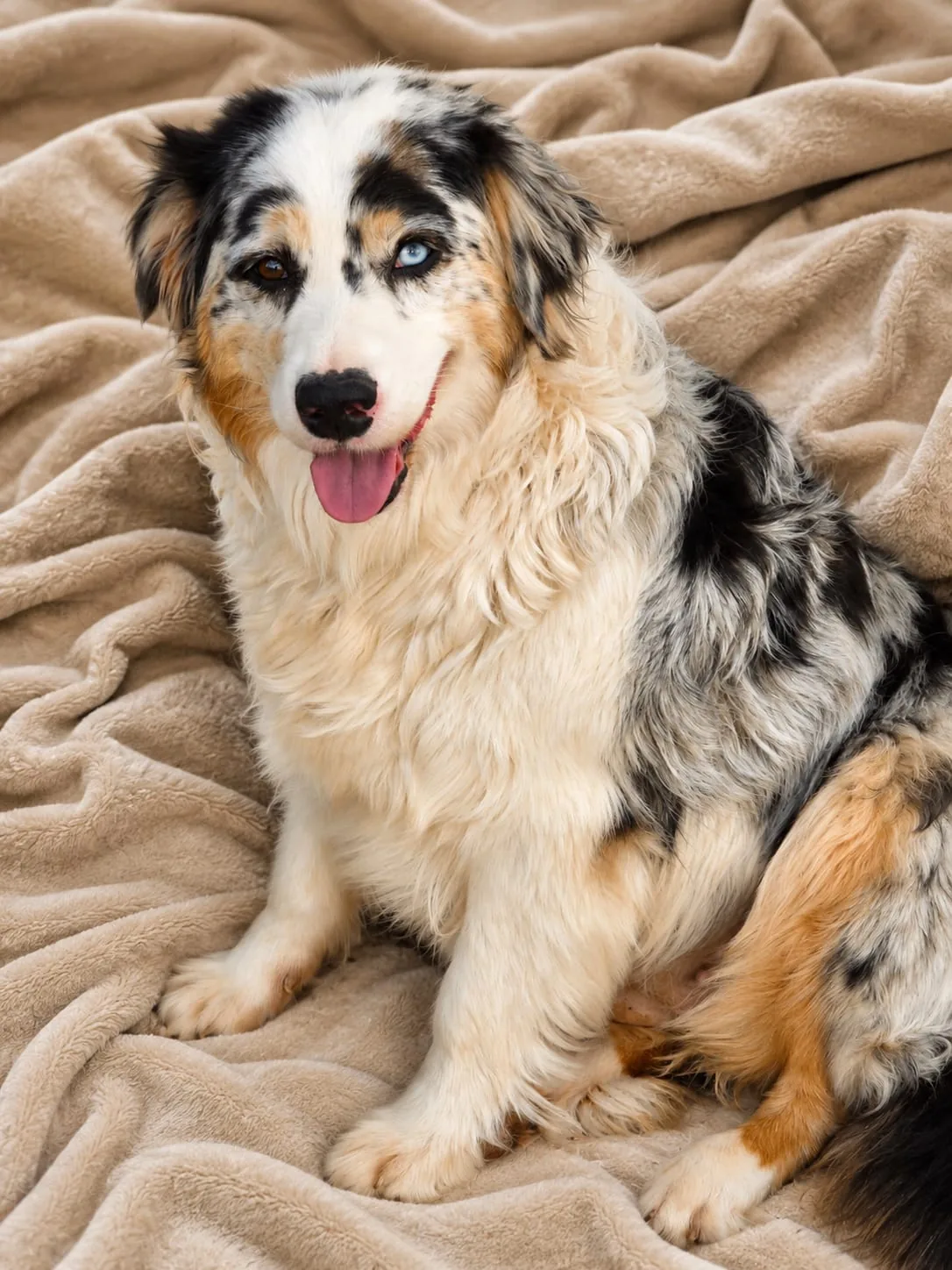 Malou — Standard Aussie Hündin, blue merle