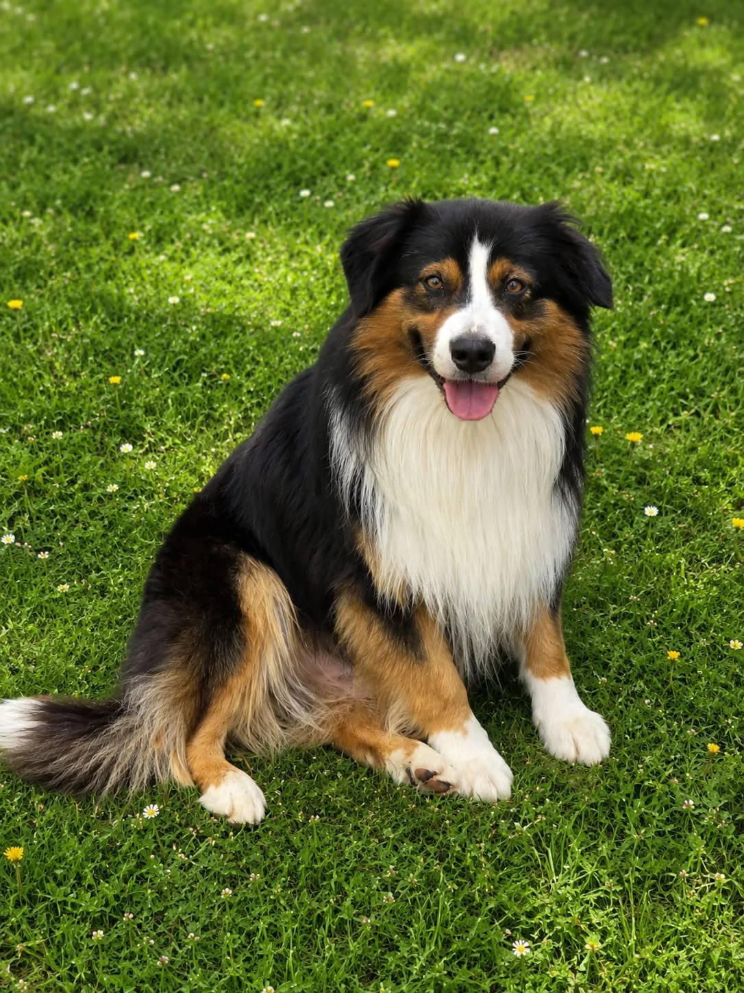 Petzi — Mini Aussie Rüde, black-tri