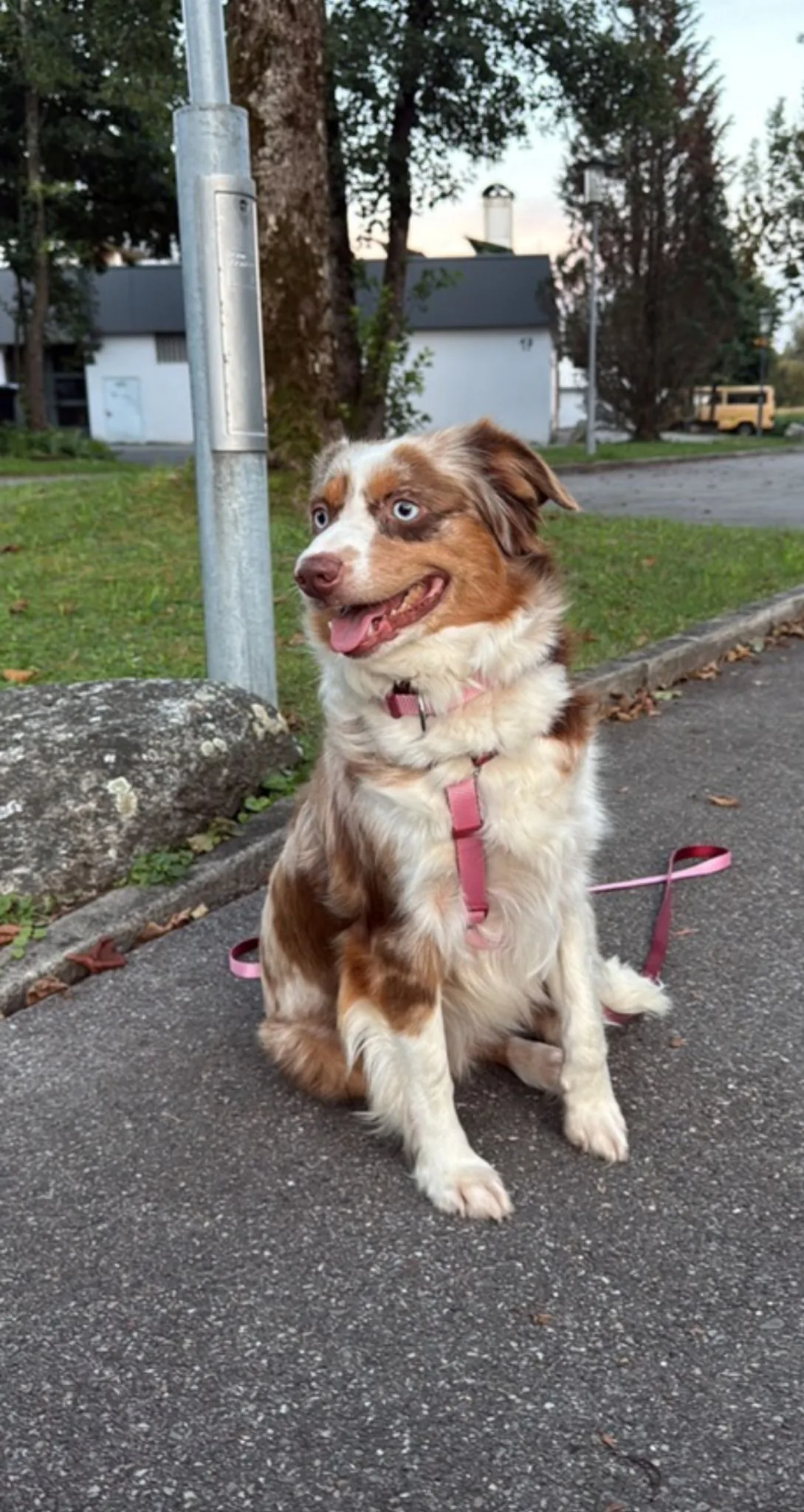 Toffee — Mini Aussie Hündin, red merle