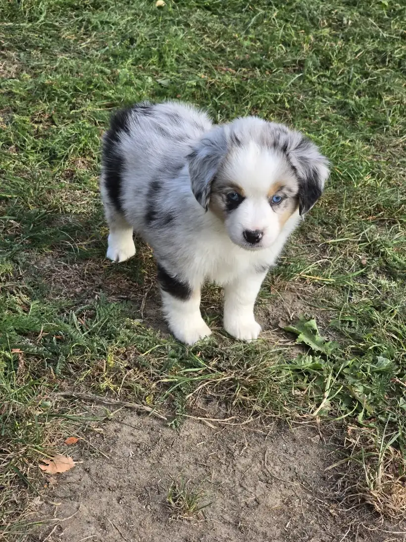 Welpe · Hündin · Blue-merle, zweites Foto